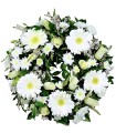 Corona, 5 Gerberas Blancas, 10 Rosas Blancas, Maules