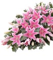 Cubre Urna 24 Liliums Rosados